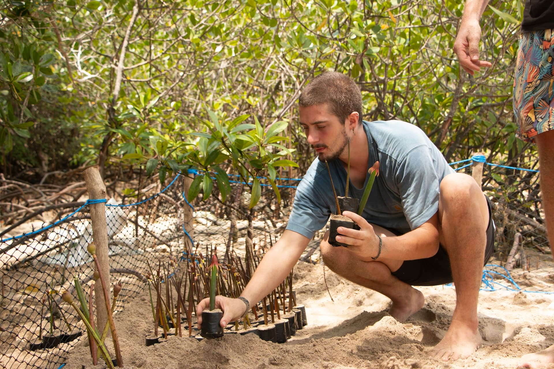Traveller helping to plant young mangroves at a community conservation nursery in Nusa Penida