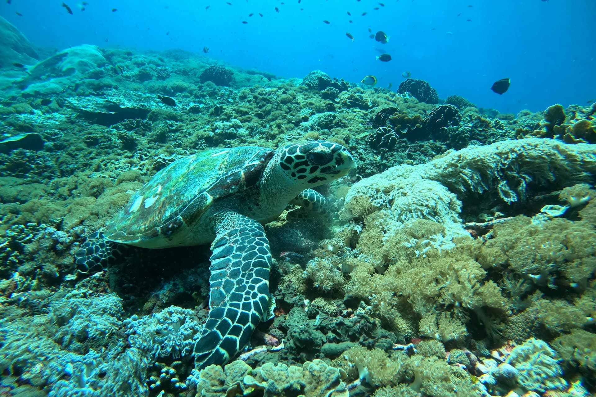 Community eco activity in Nusa Penida