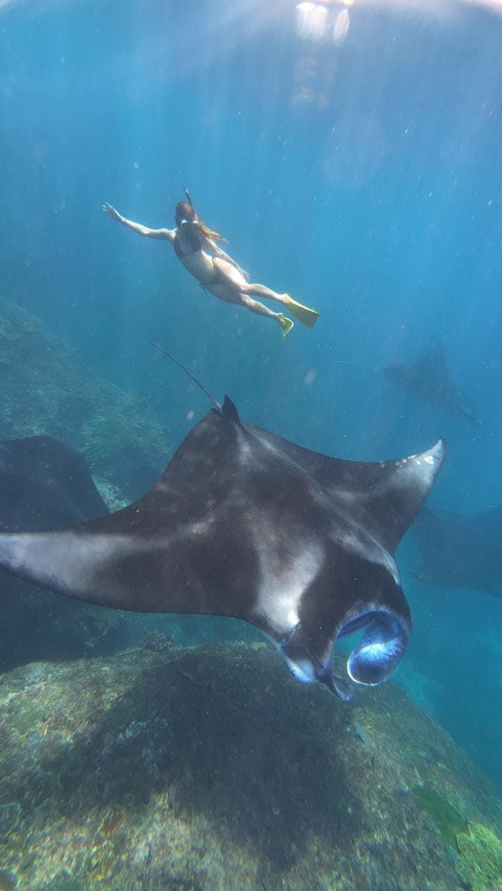 Incredible snorkeling experience with manta rays in Nusa Penida, Bali