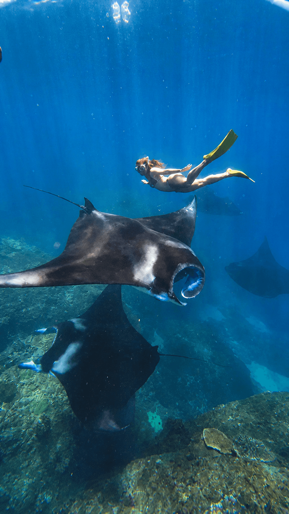 Snorkeller swimming above manta rays in clear Nusa Penida water