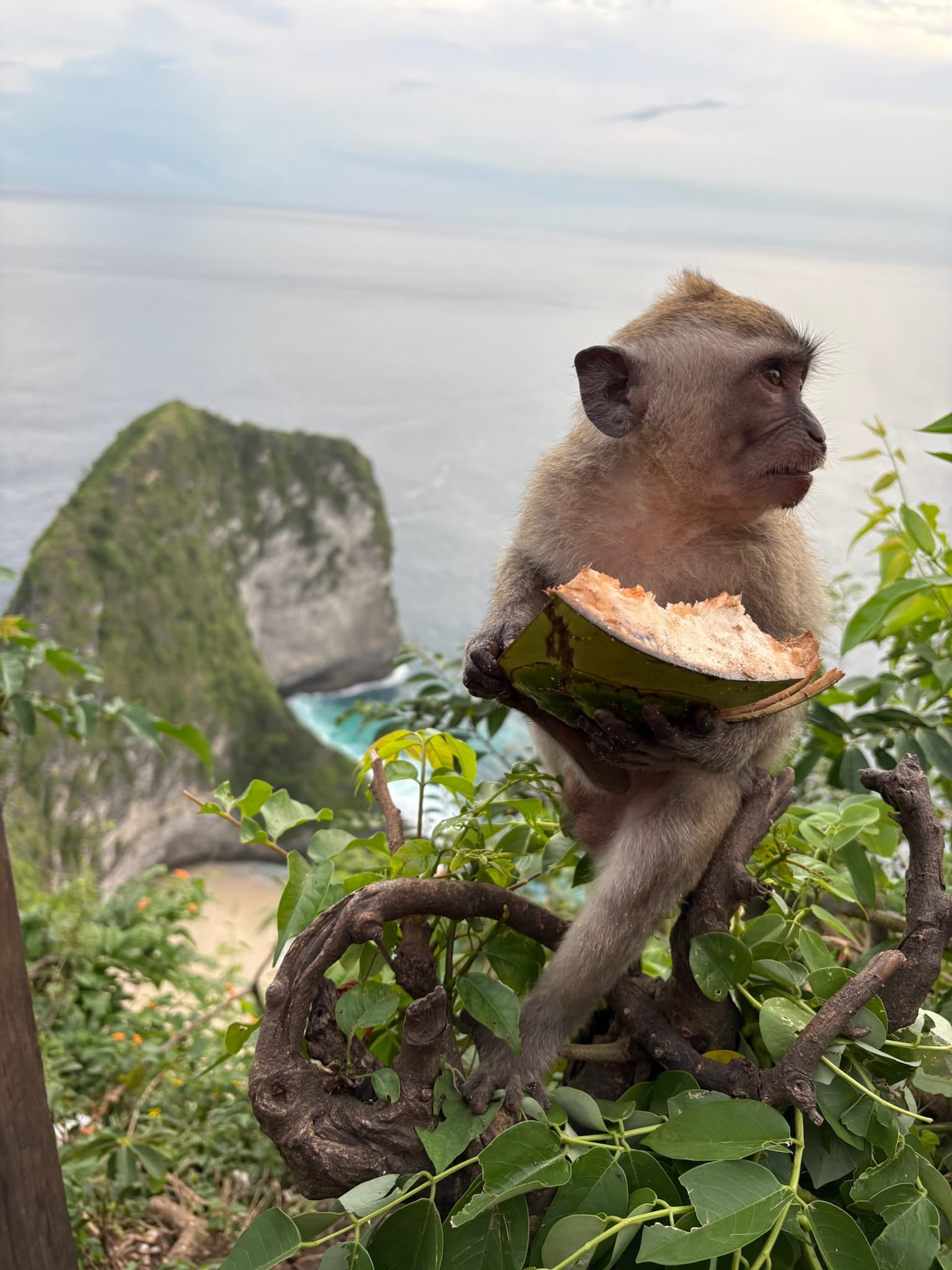Iconic Kelingking beach view with a local monkey