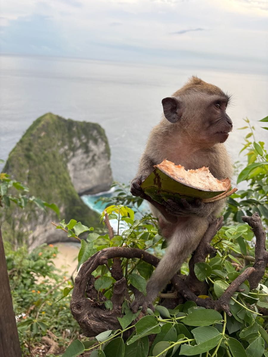 Kelingking Beach viewpoint on a Nusa Penida island tour